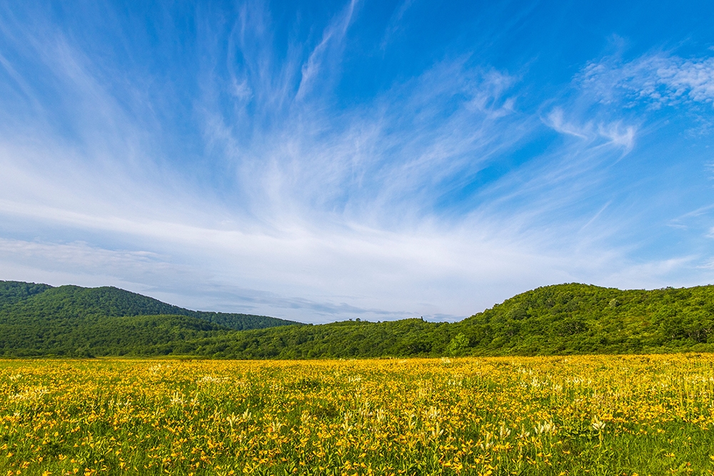 草原に黄色い花がある風景